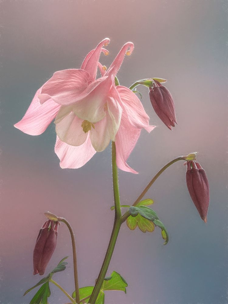 Washington State-Seabeck Columbine blossom close-up art print by Jaynes Gallery for $57.95 CAD