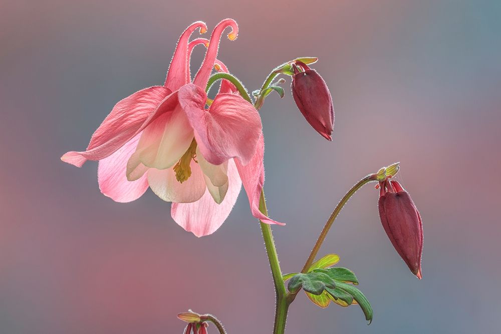 Washington State-Seabeck Columbine blossom close-up art print by Jaynes Gallery for $57.95 CAD