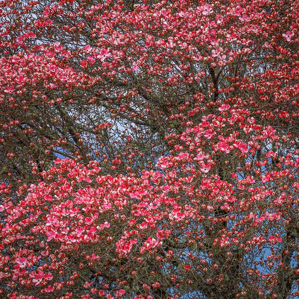 Washington State Pink dogwood tree in bloom art print by Jaynes Gallery for $57.95 CAD