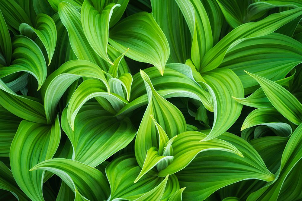 USA-Washington State-Mt Rainier National Park-Close-up of corn lily plant art print by Jaynes Gallery for $57.95 CAD