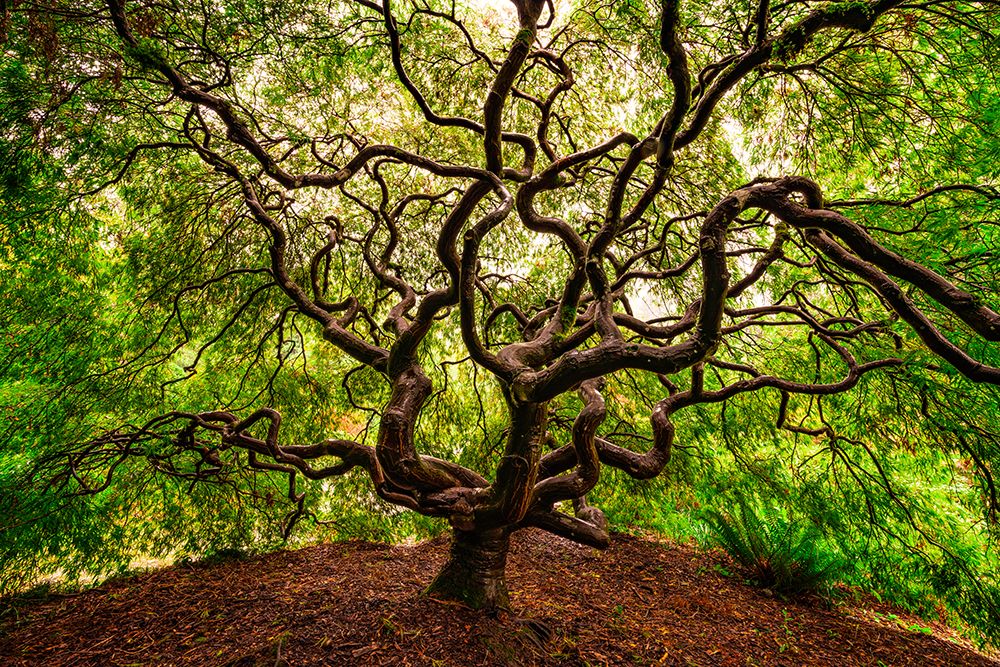 USA-Washington-Seattle-Japanese maple tree with twisted branches art print by Jaynes Gallery for $57.95 CAD