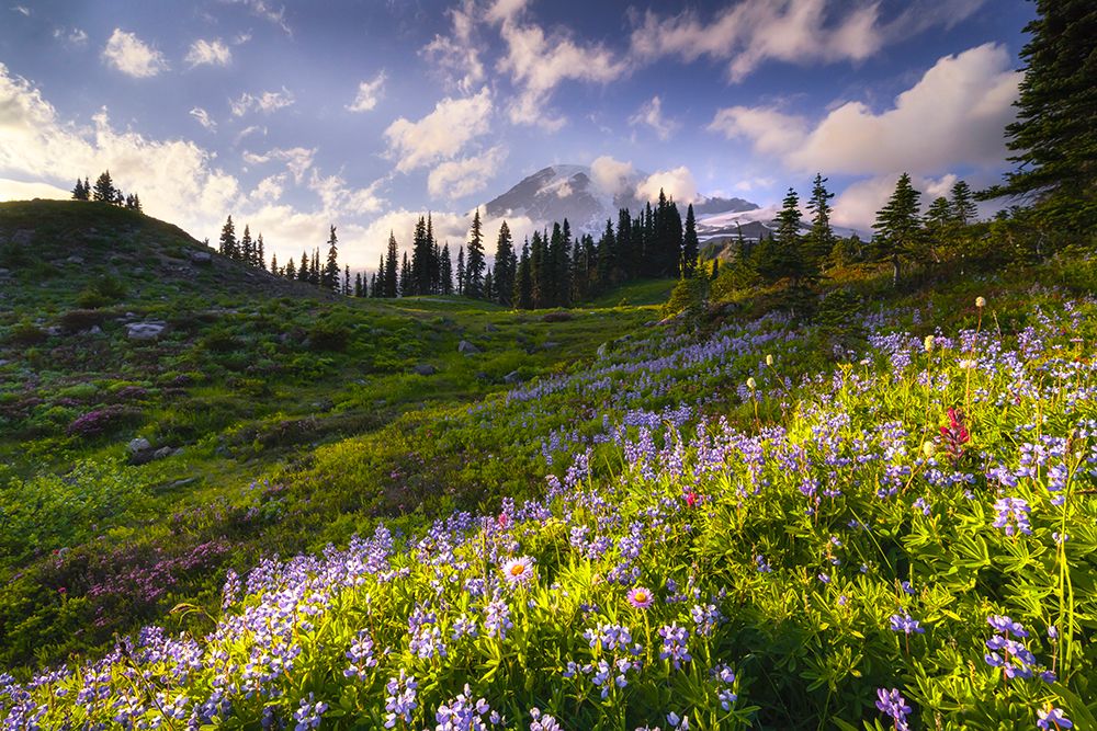 USA-Washington-Mt-Rainier National Park-Mountain meadow with wildflowers art print by Jaynes Gallery for $57.95 CAD