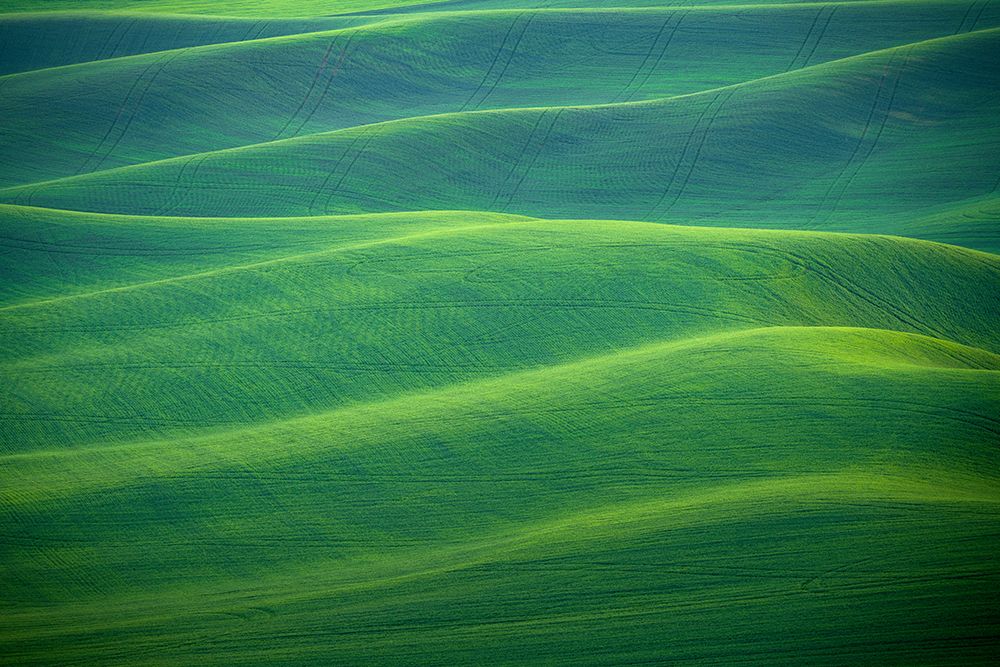USA-Washington-Palouse-Rolling spring wheat fields art print by Jaynes Gallery for $57.95 CAD