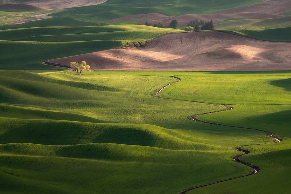 USA-Washington-Palouse-Rolling spring wheat fields art print by Jaynes Gallery for $57.95 CAD