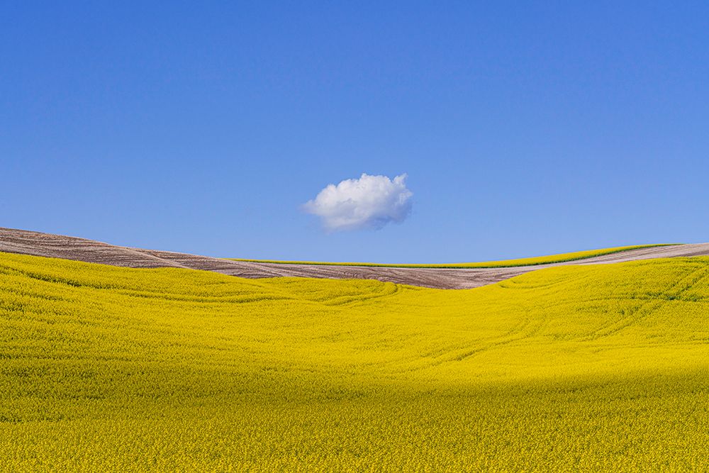 USA-Washington-Palouse-Ripe canola crop and cloud art print by Jaynes Gallery for $57.95 CAD