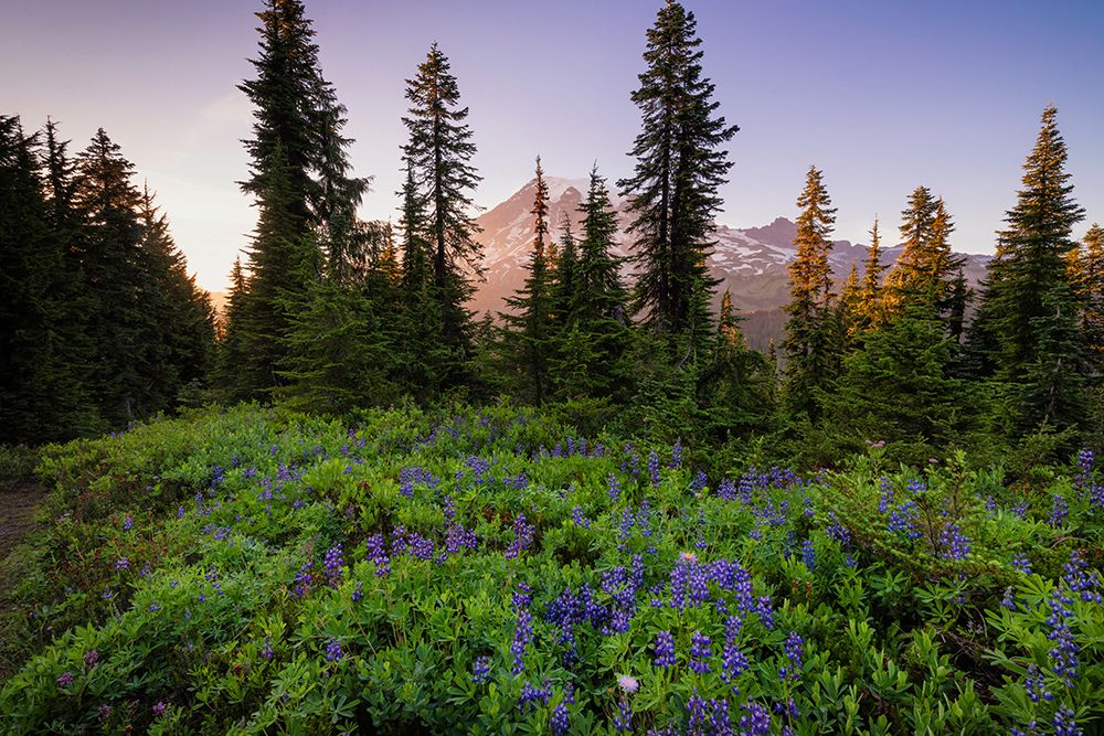 USA-Washington-Mt Rainier National Park-Alpine meadow and Mt-Rainier art print by Jaynes Gallery for $57.95 CAD
