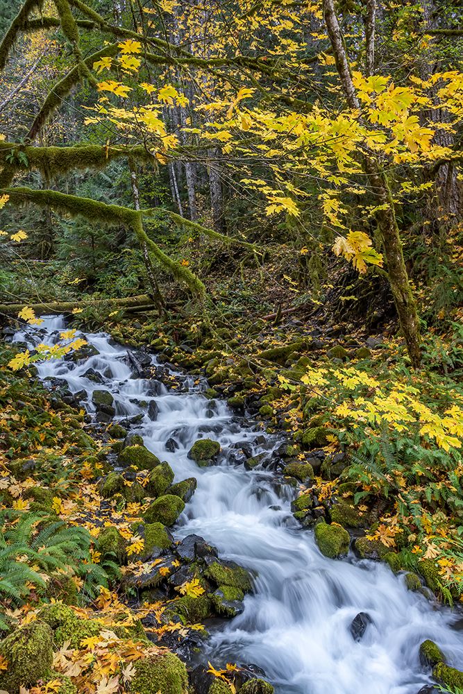 USA-Washington State-Olympic National Park Creek rapids and forest in autumn art print by Jaynes Gallery for $57.95 CAD