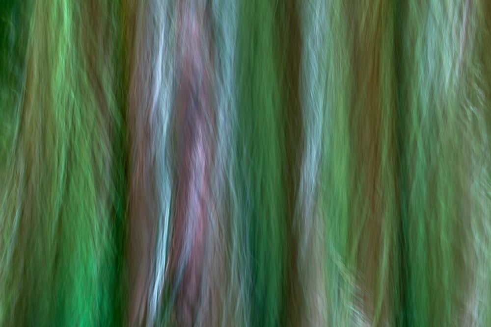 USA-Washington State-Seabeck Forest fantasy in Guillemot Cove Nature Preserve art print by Jaynes Gallery for $57.95 CAD