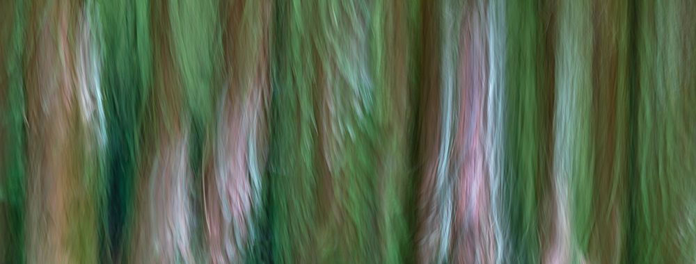 USA-Washington State-Seabeck Forest fantasy panoramic in Guillemot Cove Nature Preserve art print by Jaynes Gallery for $57.95 CAD