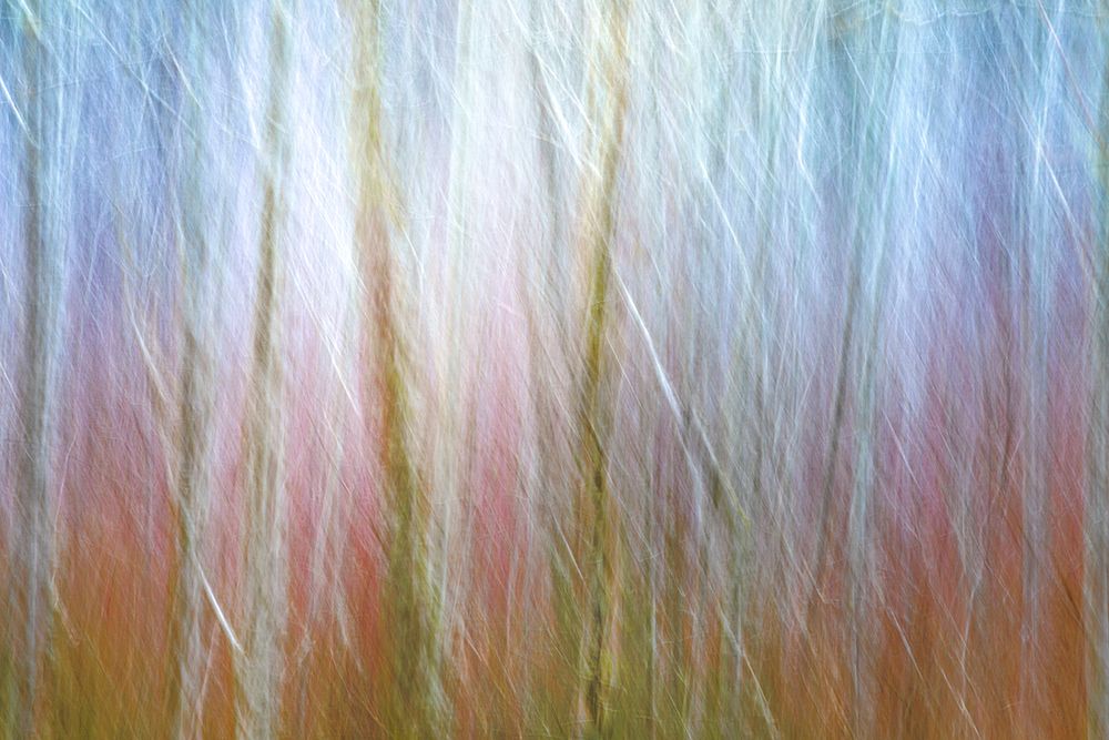 USA-Washington State-Seabeck Alder forest abstract art print by Jaynes Gallery for $57.95 CAD