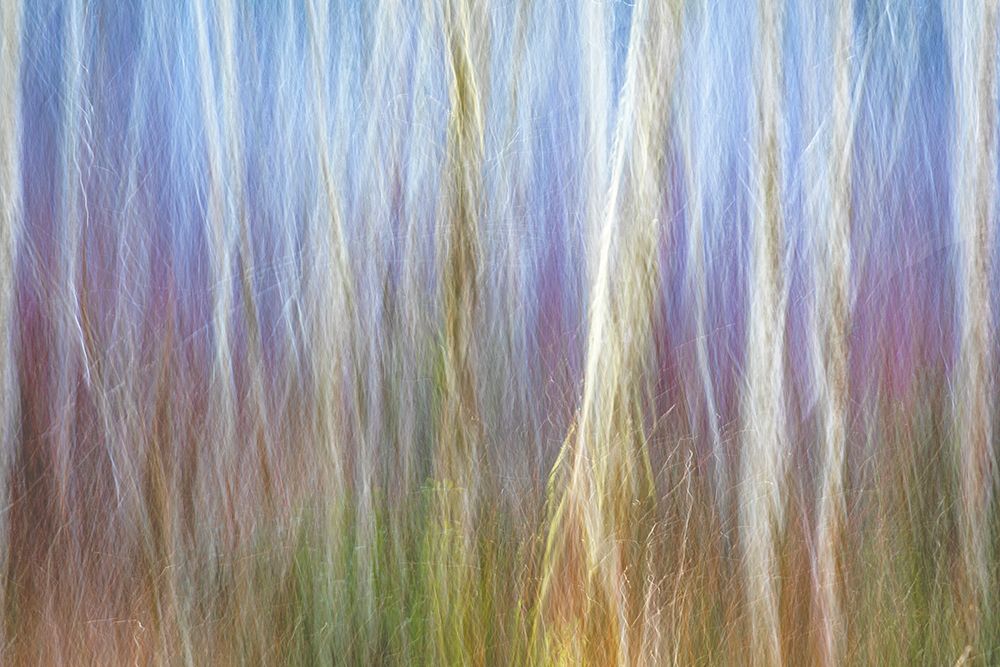 USA-Washington State-Seabeck Alder forest abstract art print by Jaynes Gallery for $57.95 CAD