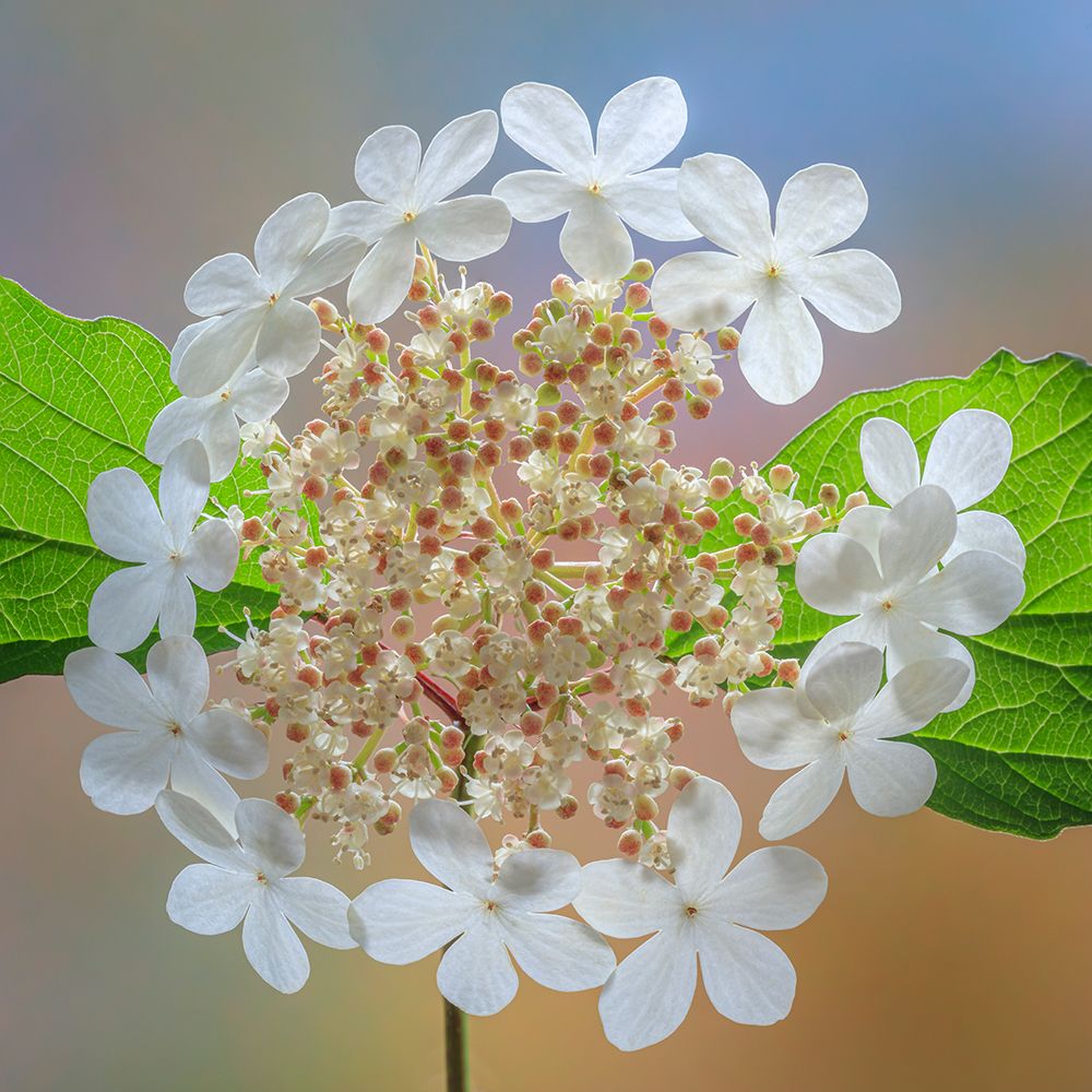 USA-Washington State-Silverdale Highbush cranberry viburnum flowers close-up art print by Jaynes Gallery for $57.95 CAD