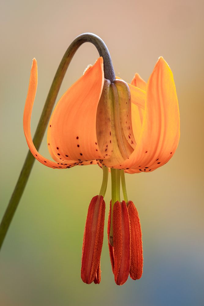 USA-Washington-Dewatto Tiger lily flower close-up art print by Jaynes Gallery for $57.95 CAD