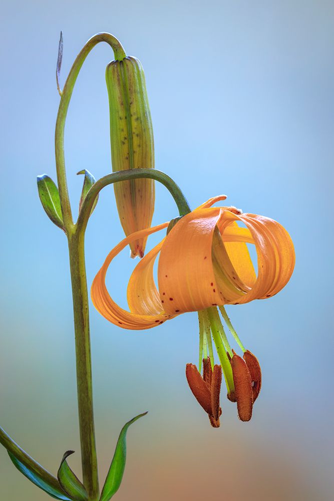 USA-Washington-Dewatto Tiger lily flower close-up art print by Jaynes Gallery for $57.95 CAD