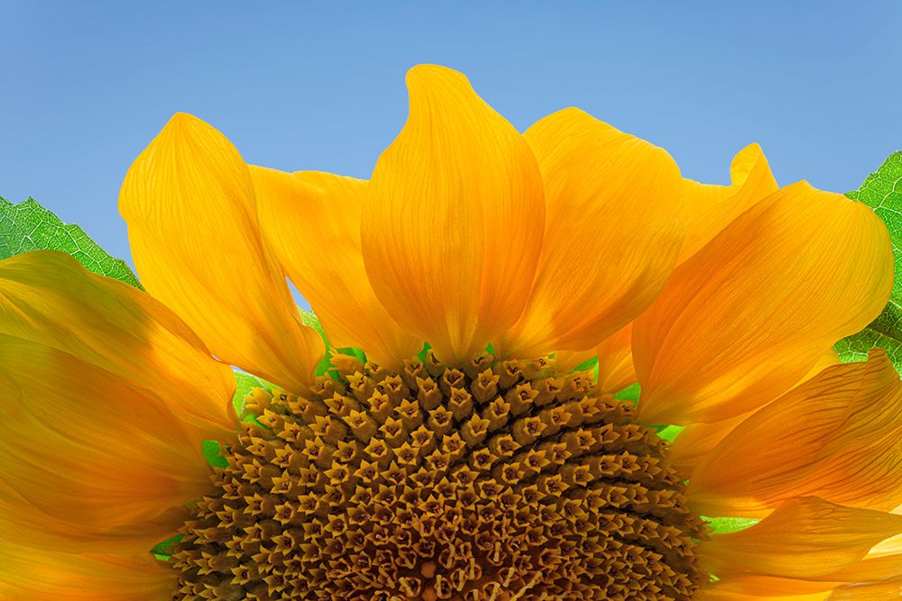 USA-Washington State-Seabeck Sunflower blossom close-up art print by Jaynes Gallery for $57.95 CAD