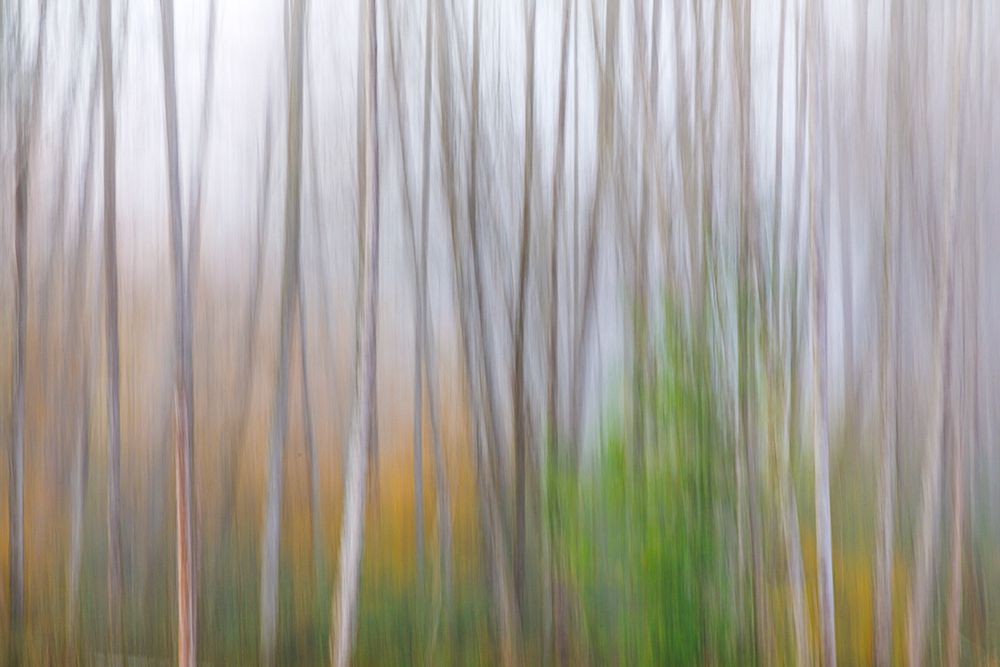 USA-Washington State-Seabeck Alder forest abstract art print by Jaynes Gallery for $57.95 CAD