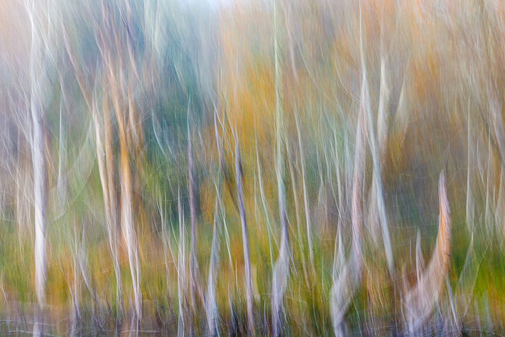 USA-Washington State-Seabeck Alder forest abstract art print by Jaynes Gallery for $57.95 CAD