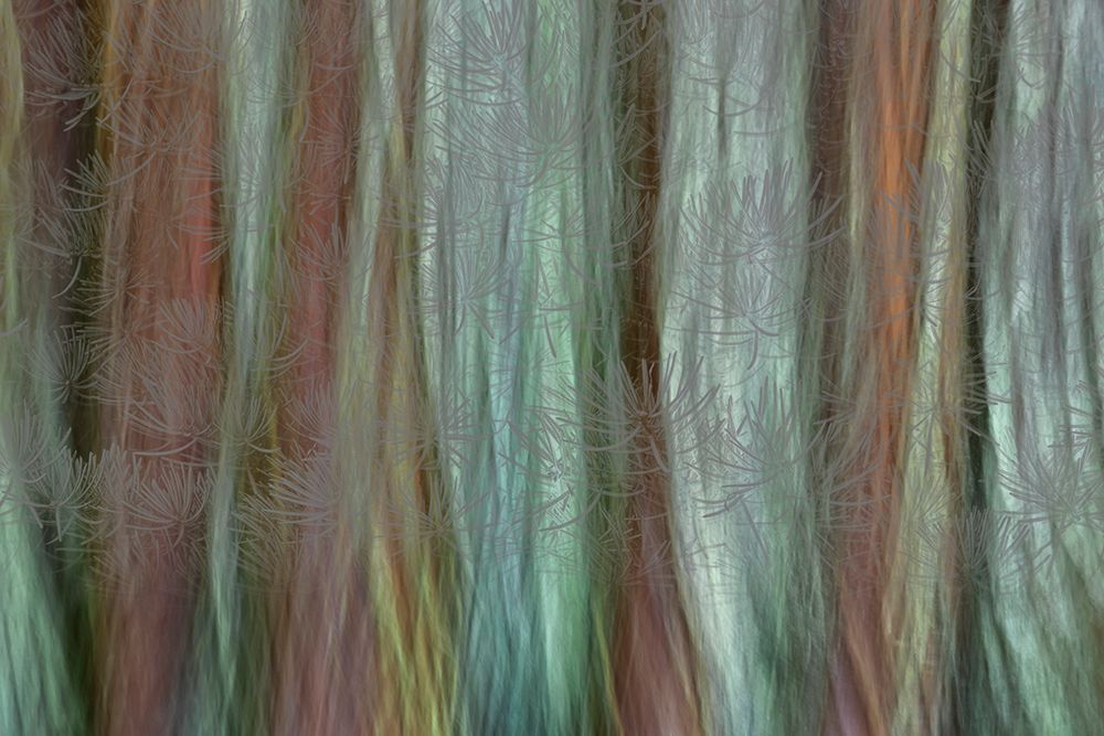 USA-Washington State-Seabeck Forest fantasy composite in Guillemot Cove Nature Preserve art print by Jaynes Gallery for $57.95 CAD