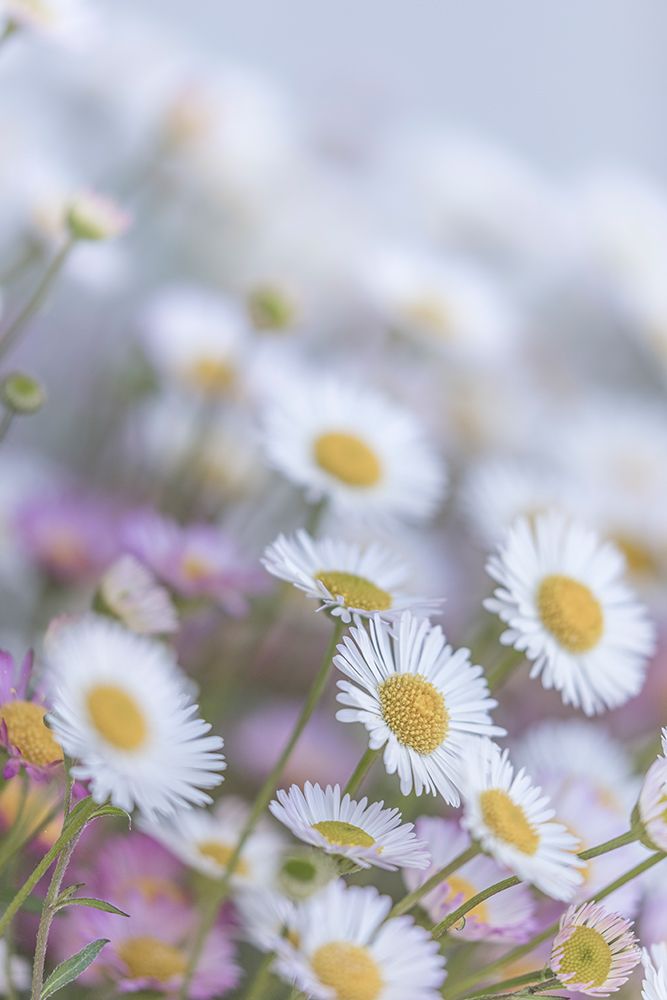 USA-Washington State-Seabeck Santa Barbara daisies art print by Jaynes Gallery for $57.95 CAD