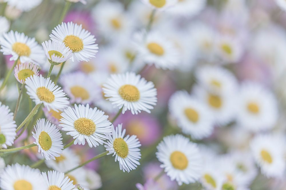 USA-Washington State-Seabeck Santa Barbara daisies art print by Jaynes Gallery for $57.95 CAD