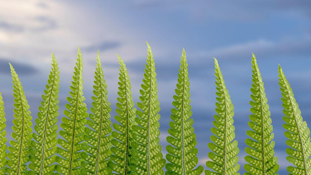 USA-Washington State-Seabeck Fern forest against sky art print by Jaynes Gallery for $57.95 CAD