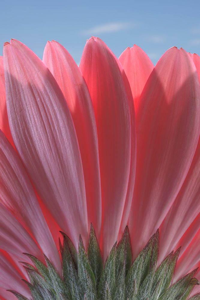 USA-Washington State-Seabeck Underside close-up of a gerbera daisy art print by Jaynes Gallery for $57.95 CAD
