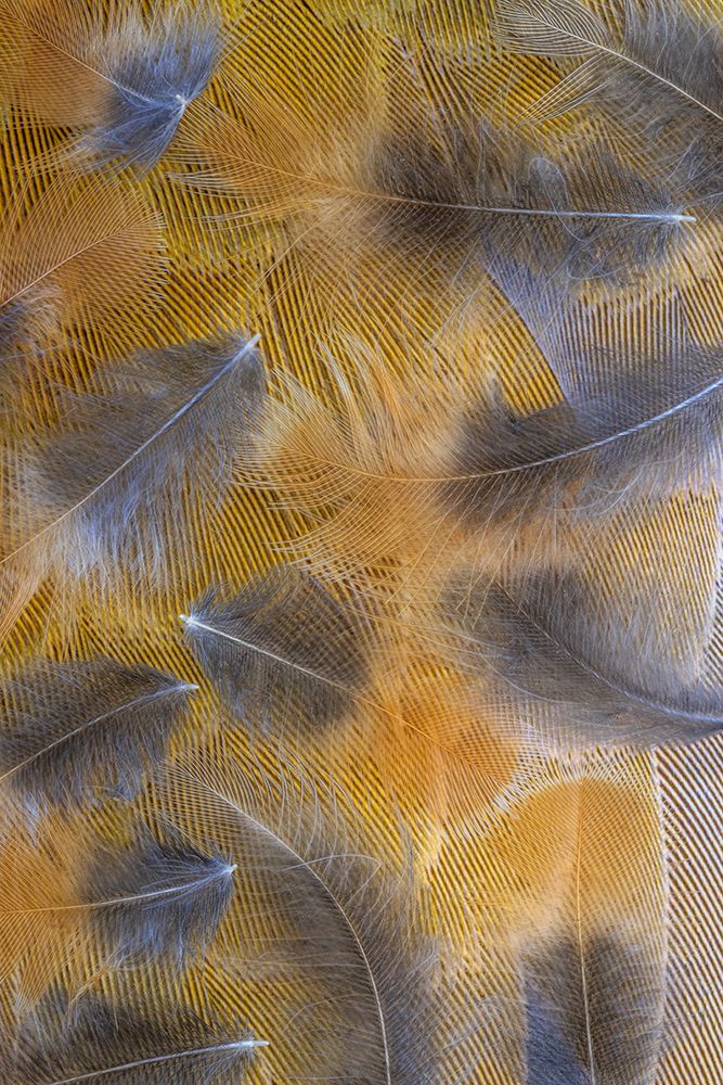 USA-Washington State-Seabeck Pattern of downy feathers art print by Jaynes Gallery for $57.95 CAD