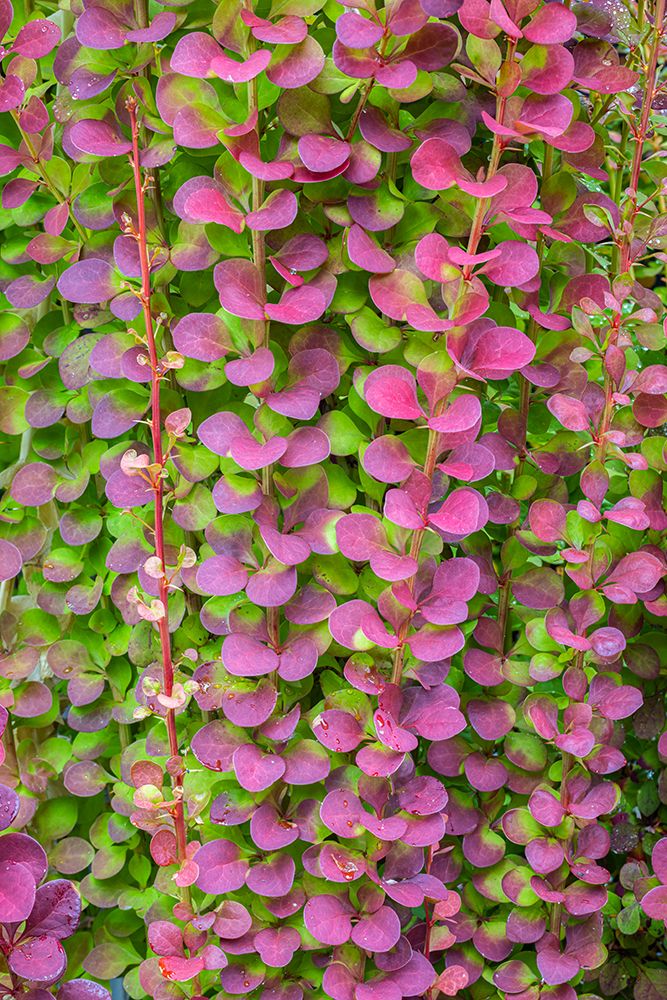 USA-Washington State-Seabeck Barberry bush foliage art print by Jaynes Gallery for $57.95 CAD