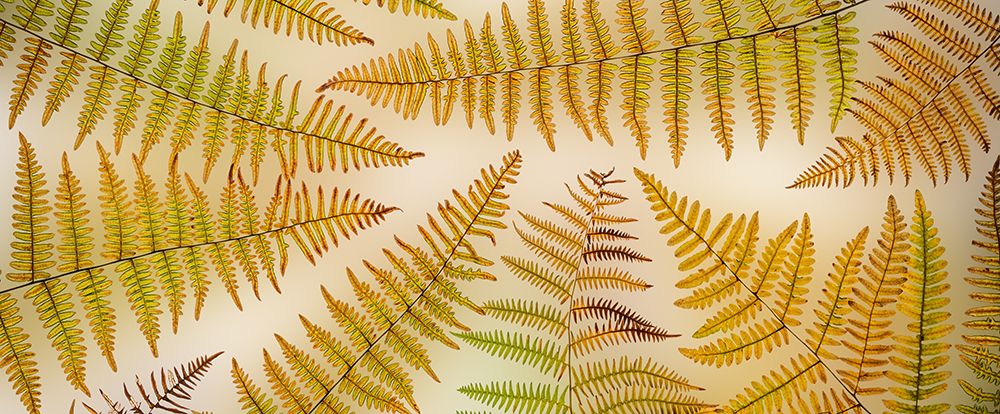 USA-Washington State-Seabeck Panoramic of bracken fern pattern art print by Jaynes Gallery for $57.95 CAD