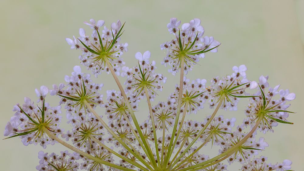 USA-Washington State-Seabeck Close-up of Queen Annes lace plant art print by Jaynes Gallery for $57.95 CAD