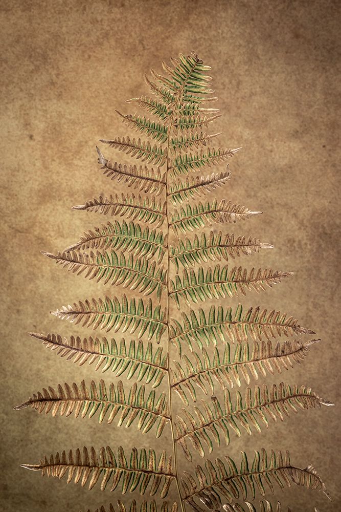 USA-Washington State-Seabeck Close-up of bracken fern pattern art print by Jaynes Gallery for $57.95 CAD