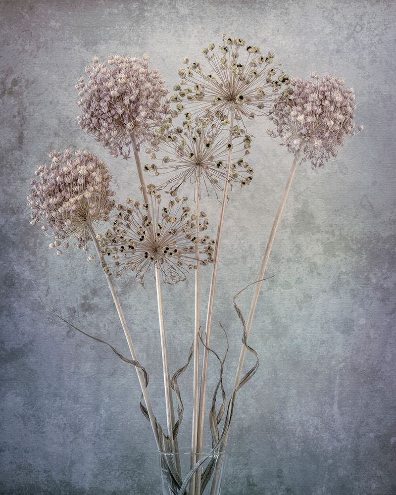 USA-Washington State-Seabeck Allium seed heads close-up art print by Jaynes Gallery for $57.95 CAD