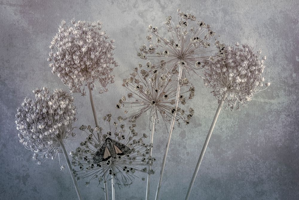 USA-Washington State-Seabeck Underwing butterfly on allium seed heads art print by Jaynes Gallery for $57.95 CAD