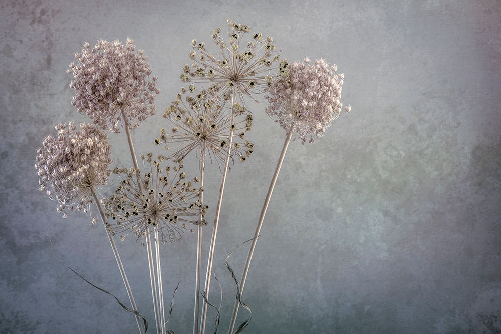 USA-Washington State-Seabeck Allium seed heads close-up art print by Jaynes Gallery for $57.95 CAD