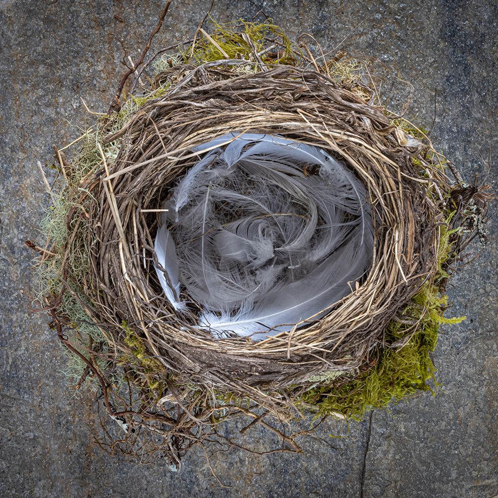 USA-Washington State-Seabeck Close-up of bird nest padded with feathers art print by Jaynes Gallery for $57.95 CAD