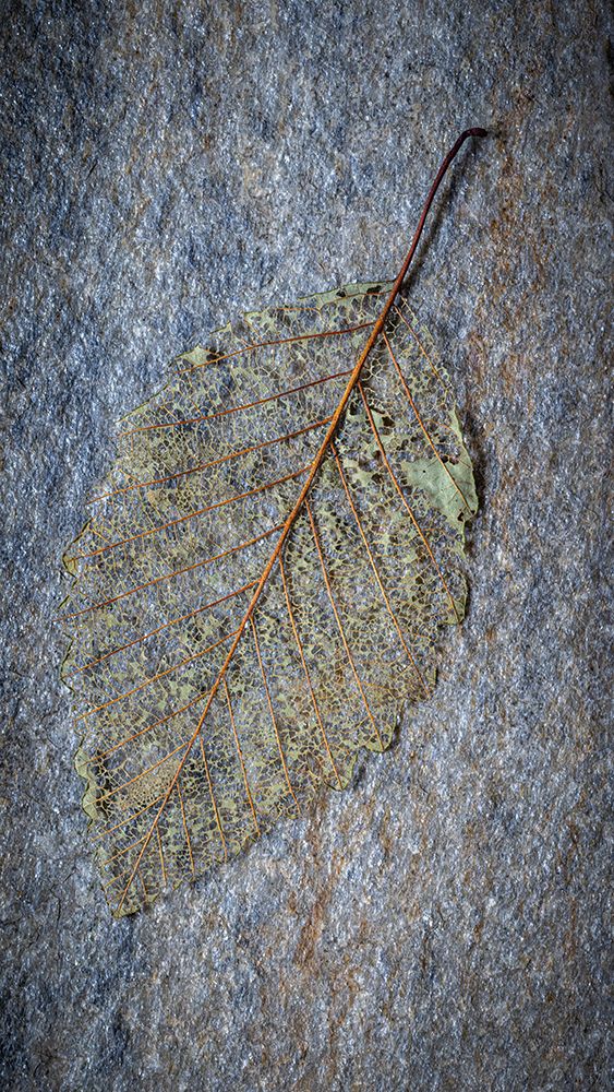 USA-Washington State-Seabeck Skeletonized alder leaf on rock art print by Jaynes Gallery for $57.95 CAD