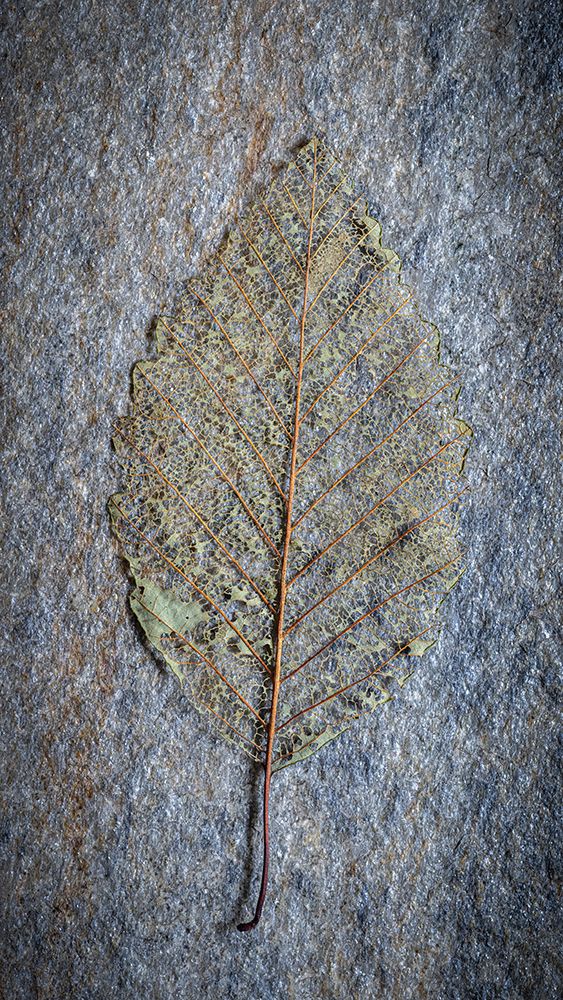USA-Washington State-Seabeck Skeletonized alder leaf on rock art print by Jaynes Gallery for $57.95 CAD