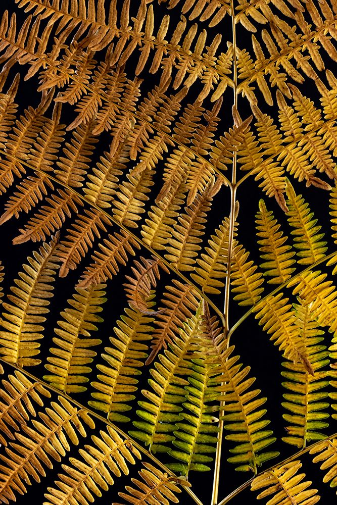 USA-Washington State-Seabeck Close-up of bracken fern pattern art print by Jaynes Gallery for $57.95 CAD