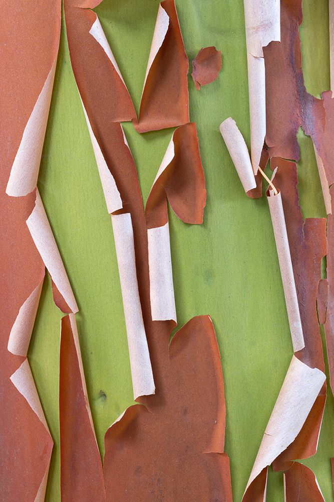 USA-Washington State-Seabeck Peeling madrone tree bark art print by Jaynes Gallery for $57.95 CAD