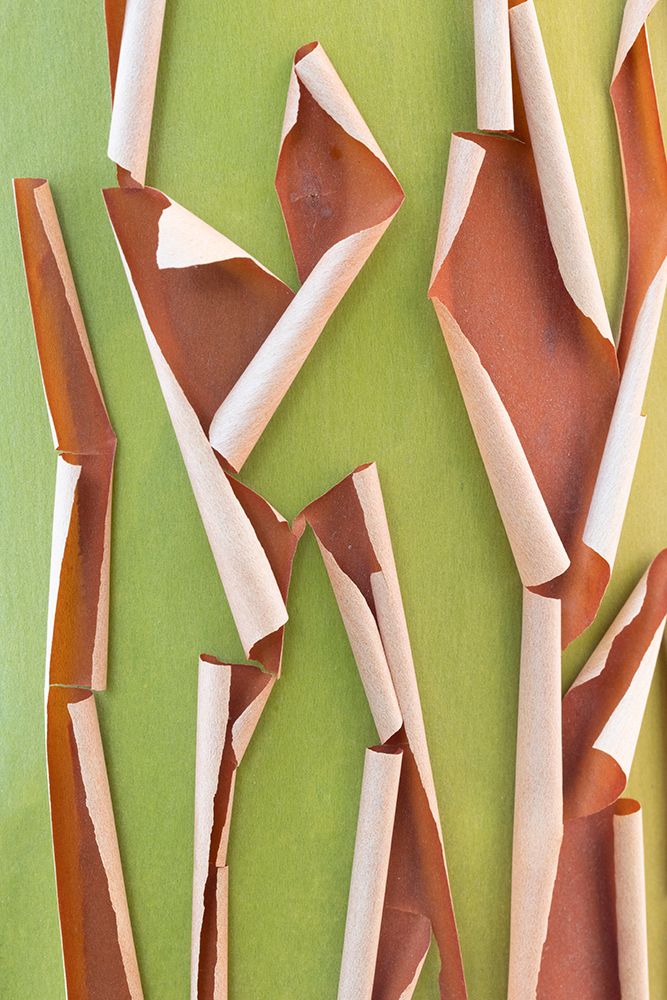 USA-Washington State-Seabeck Peeling madrone tree bark art print by Jaynes Gallery for $57.95 CAD