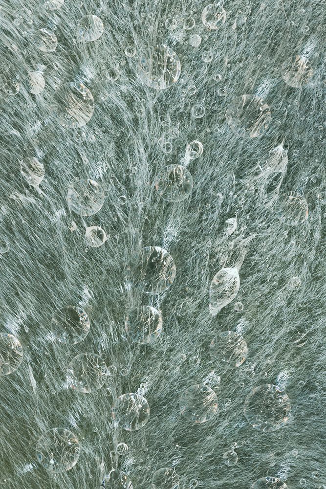 USA-Washington State-Seabeck Raindrops on a lambs ear leaf art print by Jaynes Gallery for $57.95 CAD