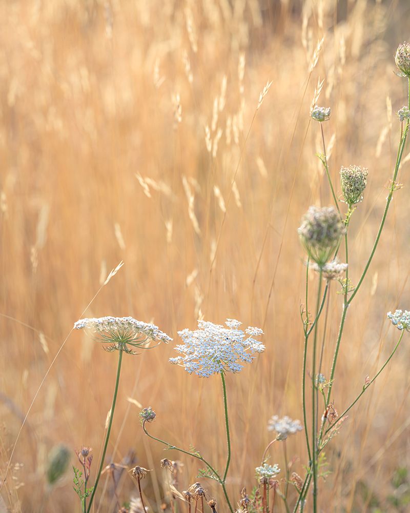USA-Washington State-Dewatto Queen Annes lace in summer and dried grasses art print by Jaynes Gallery for $57.95 CAD