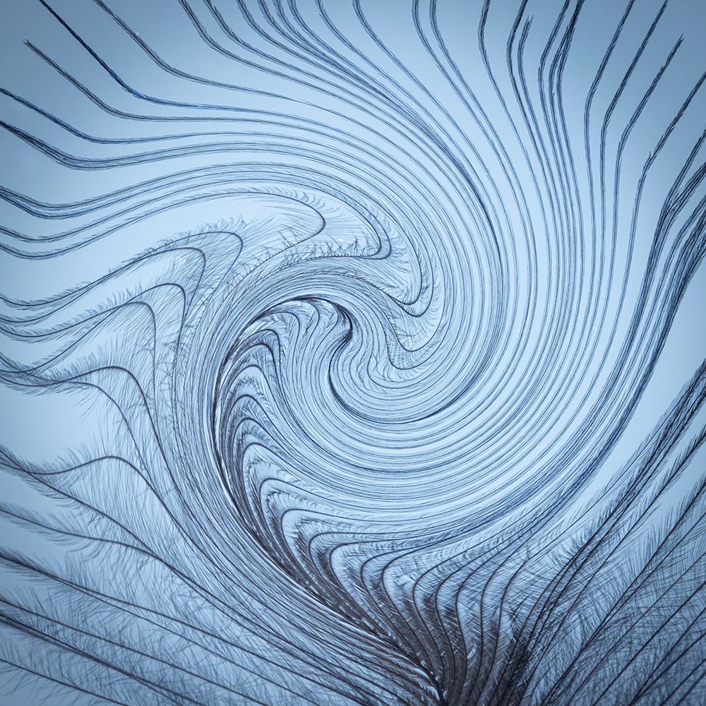 USA-Washington State-Seabeck Downy feather with a twist art print by Jaynes Gallery for $57.95 CAD