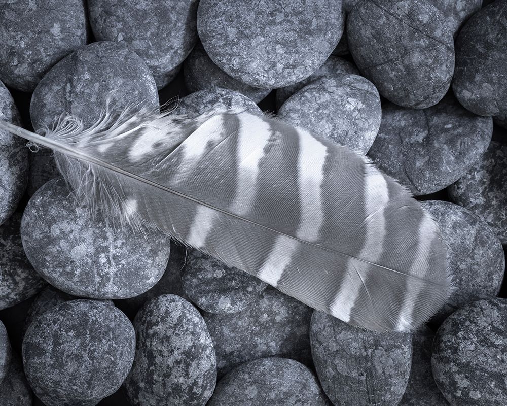 USA-Washington State-Seabeck Raptor feather on rocks art print by Jaynes Gallery for $57.95 CAD
