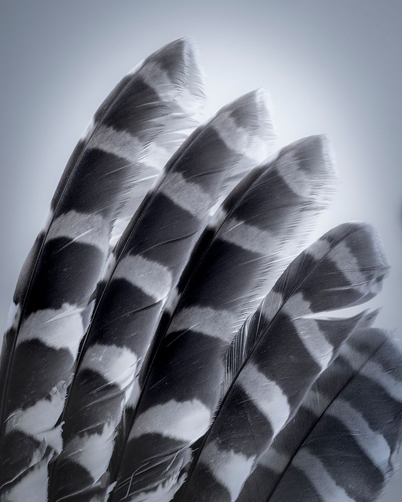 USA-Washington State-Seabeck Raptor wing feathers reflecting in mirror art print by Jaynes Gallery for $57.95 CAD