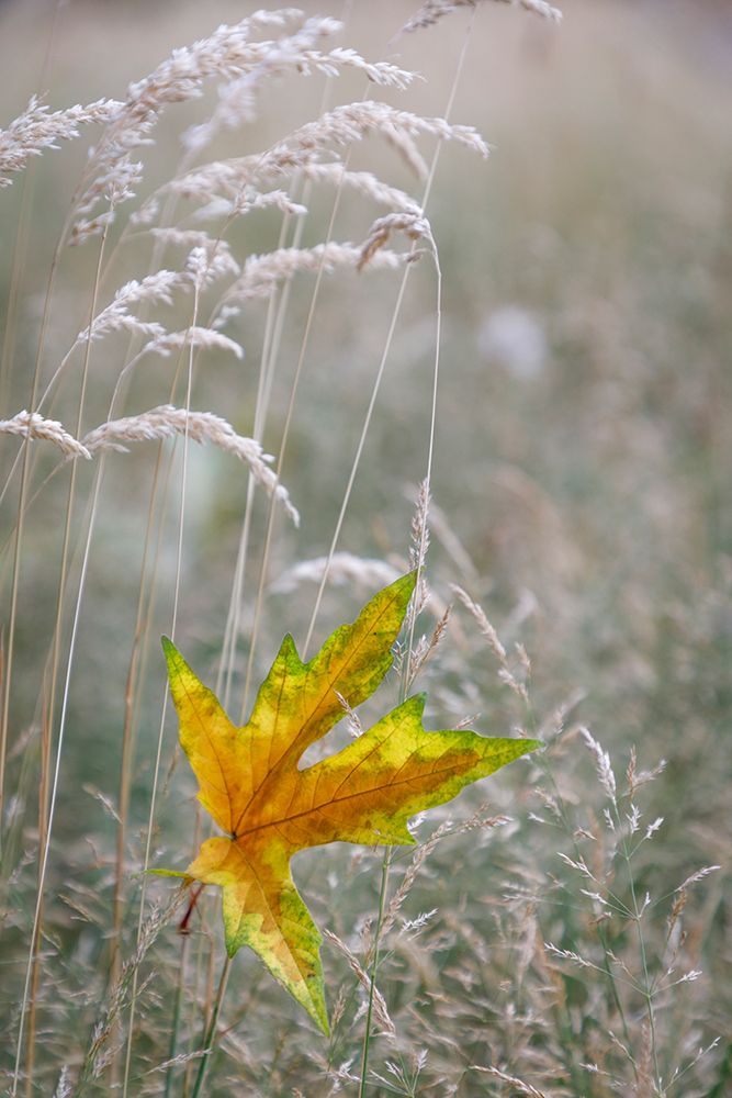USA-Washington State-Seabeck Autumn bigleaf maple leaf caught in grasses art print by Jaynes Gallery for $57.95 CAD