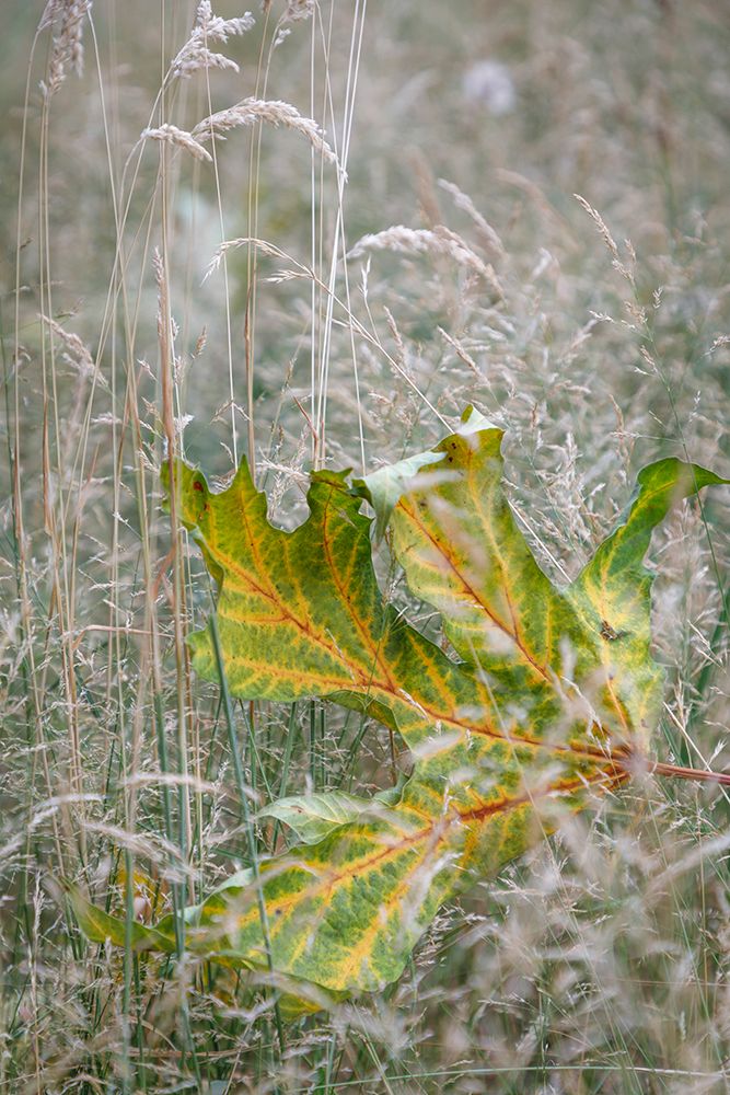USA-Washington State-Seabeck Autumn bigleaf maple leaf caught in grasses art print by Jaynes Gallery for $57.95 CAD