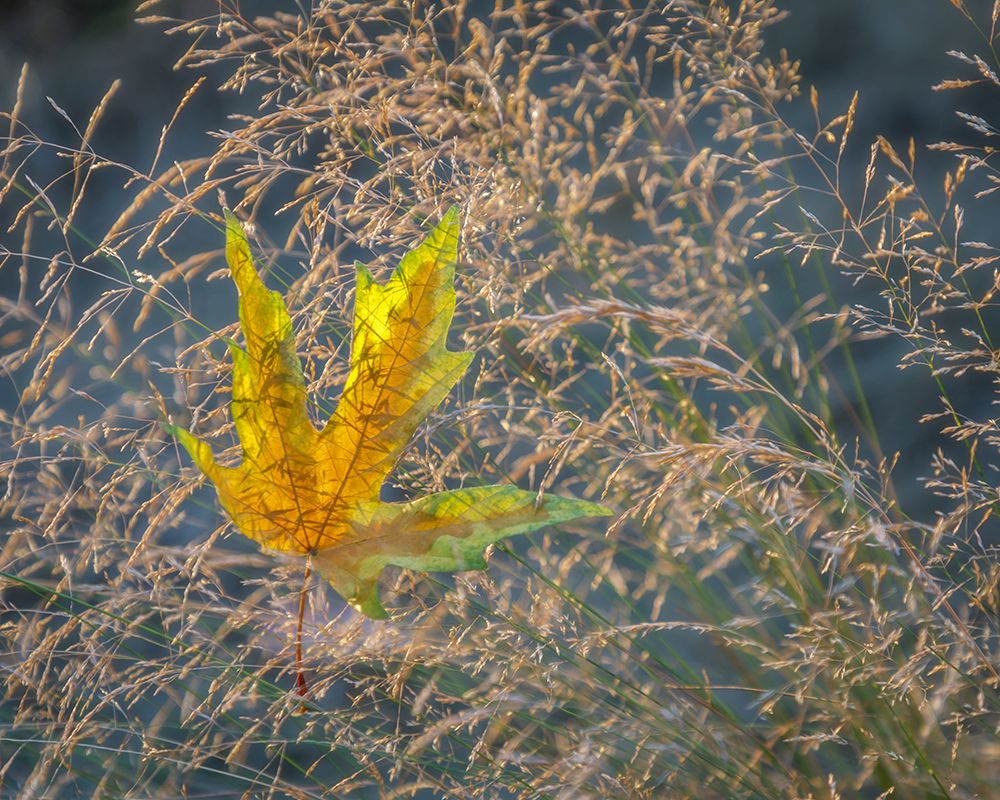USA-Washington State-Seabeck Autumn bigleaf maple leaf caught in grasses art print by Jaynes Gallery for $57.95 CAD