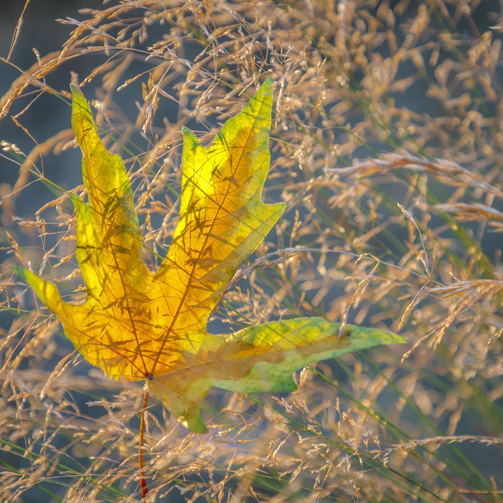 USA-Washington State-Seabeck Autumn bigleaf maple leaf caught in grasses art print by Jaynes Gallery for $57.95 CAD