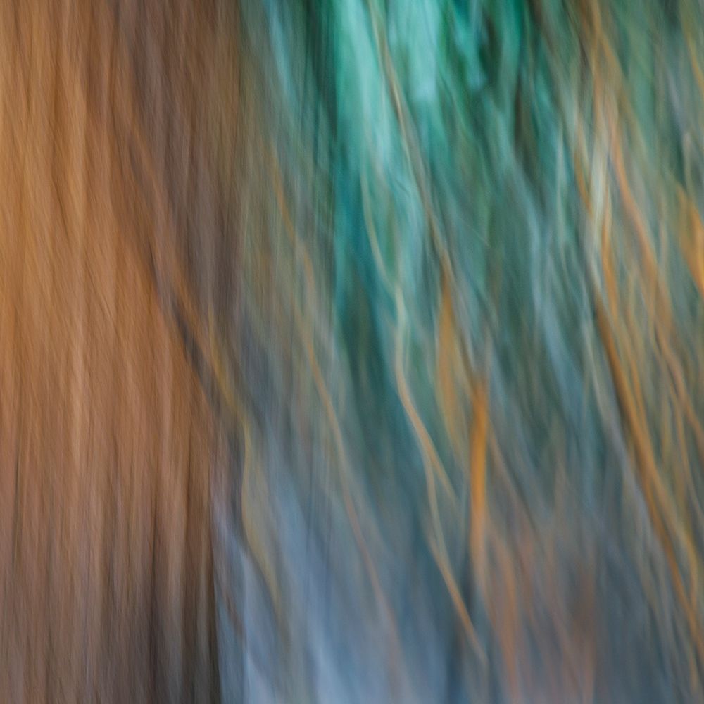 USA-Washington State-Seabeck Abstract of tree trunk and limbs art print by Jaynes Gallery for $57.95 CAD